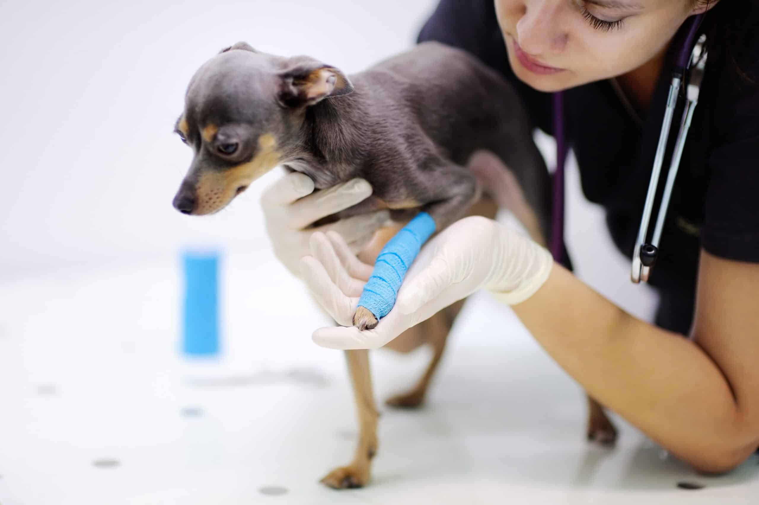Vet tech checking out injured dog.