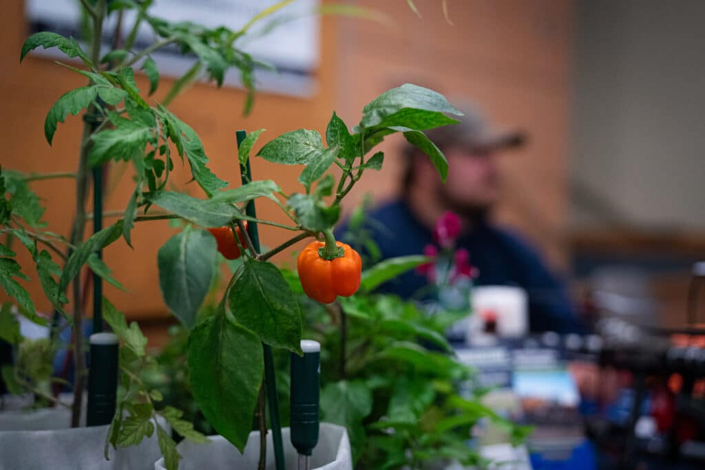 A agricultural stand showcasing pepper plants at the job fair at Big Bend Community College